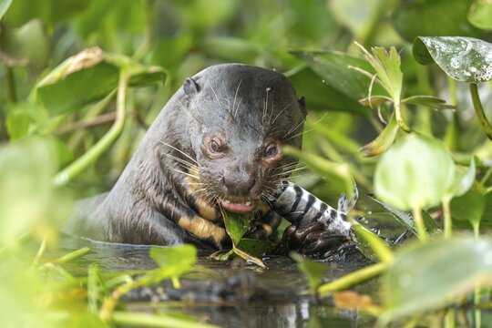 Giant otter (Pteronura brasiliensis), feeding on fish, North Pantanal, Bar&atilde;o de Melga&ccedil;o, Josel&acirc;ndia, Mato Grosso, Brazil