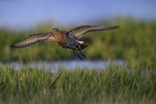 A black-tailed godwit (Limosa limosa) flies with outstretched wings just above green grasses, bird flies over grassland in warm evening light, D&uuml;mmer nature park Park, Lower Saxony, Germany