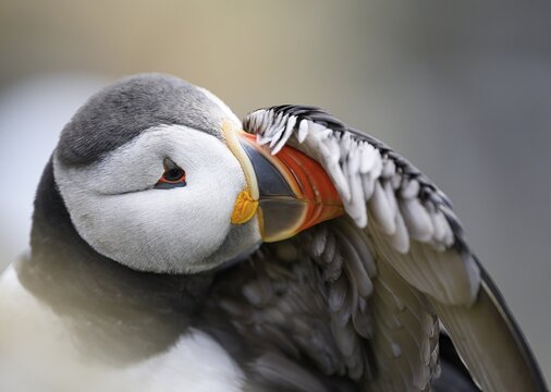 A puffin (Fratercula arctica) cleans its feathers in a close-up that highlights the colours and details of the plumage, Hornoya, Vard&oslash;, Finnmark, Norway