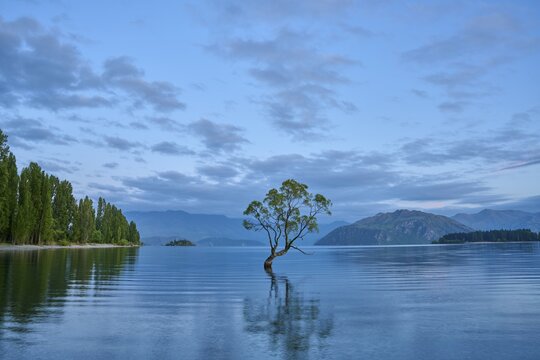 A tree in a peaceful lake with mountains in the background under a blue sky, summer, Lake Wanaka, Wanaka, Otago, South Island, New Zealand