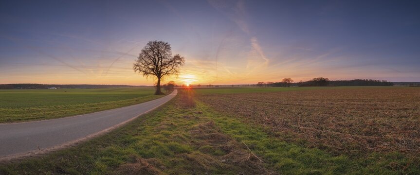View along a road to a solitary tree in an agricultural environment with blue sky streaked with vapour trails at sunset, Panorama, Schneeren, Neustadt am R&uuml;benberge, Hanover Region, Lower Saxony, Germany