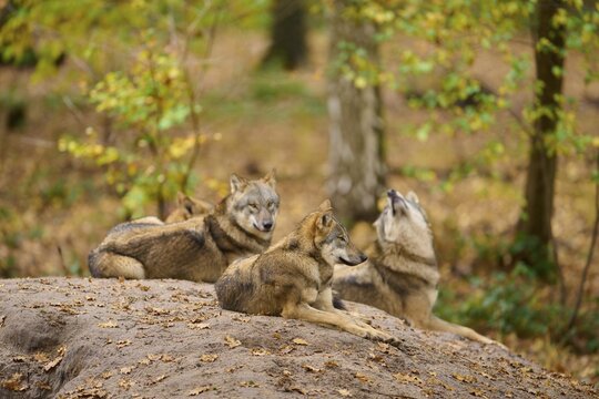 A pack of wolves resting together on a hill in the forest, Wolf (Canis lupus), Germany