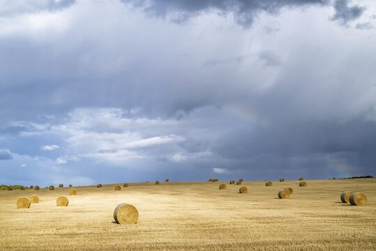 Straw bales on the Scottish fields, Southeast Scotland, UK