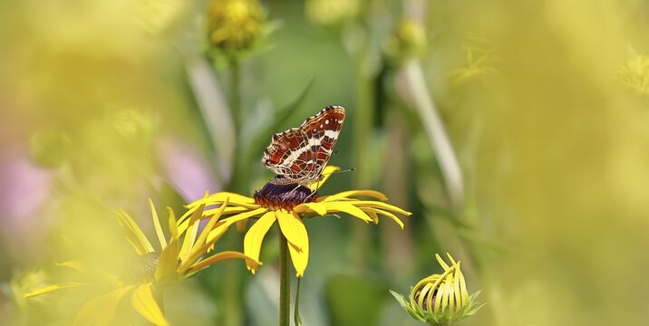 Land carder (Araschnia levana), summer generation, closed wings, underside of wings, on a flower of the yellow coneflower (Echinacea paradoxa), in a natural environment in the wild, close-up, wildlife, insects, butterflies, butterflies, Wilnsdorf, North Rhine-Westphalia, Germany