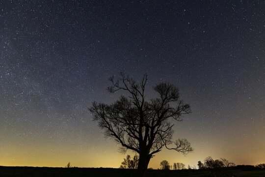 Tree on the dike of the Hunte in Ochsenmoor am D&uuml;mmer at night with stars, D&uuml;mmer, H&uuml;de, Lower Saxony, Germany