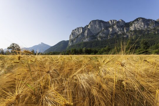 Agricultural Landscape, Hordeum Vulgare, Barley Field with Drachenwand and Schafberg, Mondsee, Salzkammergut, Upper Austria, Austria