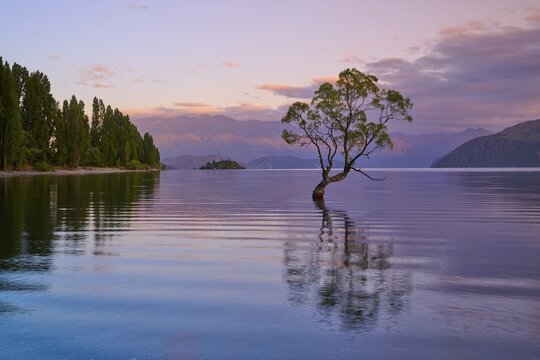 A tree stands in the calm waters of a lake, surrounded by mountains at sunrise, summer, Lake Wanaka, Wanaka, Otago, South Island, New Zealand