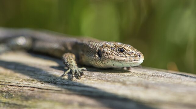 Forest lizard (Zootoca vivipara) or mountain lizard (Syn. Lacerta vivipara), also bog lizard, lying, standing on wooden plank path in the sun, looking directly into the camera, view, sunbathing, warming up, close-up, close-up, macro, macro shot, portrait, portrait, claw, foot, scales, scaled, warmth, path, nature observation, encounter, nature, summer, late summer, raised bog near the town of Schneverdingen, Pietzmoor nature reserve, L&uuml;neburg Heath nature park Park, Lower Saxony, Germany