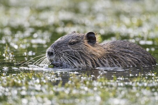 Nutria (Myocastor coypus) in a body of water, Osnabr&uuml;ck, Lower Saxony, Germany