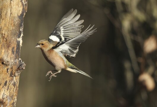 Chaffinch (Fringilla coelebs) male in flight, approach to forage wood, winter feeding, Allg&auml;u, Bavaria, Germany, Allg&auml;u, Bavaria, Germany