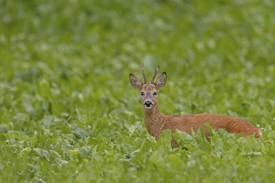 An old roebuck (Capreolus capreolus) purposefully follows the whistling of a doe ready to mate, leaf time, rut, roe rut, summer coat, Germany