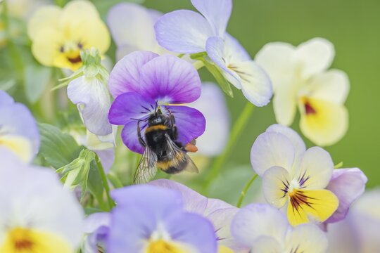 Buff tailed bumblebee (Bombus terrestris) adult bee insect feeding on a garden pansy or viola flowers in summer, England, United Kingdom