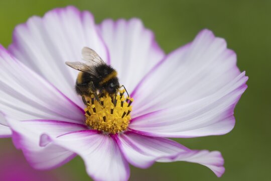 Buff tailed bumblebee (Bombus terrestris) adult bee on a garden Cosmos flower, England, United Kingdom