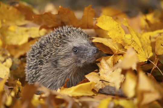 European hedgehog (Erinaceus europaeus) adult animal on fallen autumn leaves in a garden, Suffolk, England, United Kingdom