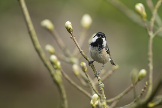 Coal tit (Periparus ater) adult garden bird carrying insects in its beak in a tree in spring, Derbyshire, England, United Kingdom