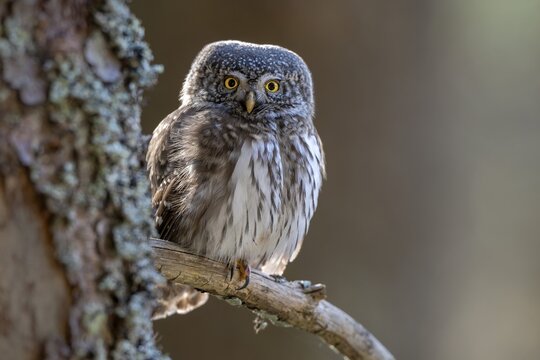 Pygmy Owl (Glaucicium passerinum), sitting on the branch of a tree, Pirchner Ast, Schwaz, Tyrol, Austria