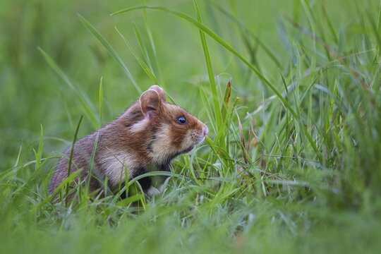 Field hamster (Cricetus cricetus) European hamster, rodent, crepuscular and nocturnal territorial loner, foraging, Austria