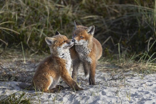 The peaceful impression is deceptive, the red fox pup (Vulpes vulpes) on the right has placed its paw on the neck of its sibling and is inviting it to play, rearing cubs, baby animals, cute, playful, wrestling, May, Denmark