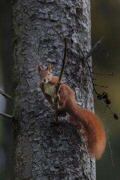 In late autumn the squirrel (Sciurus vulgaris) is busy collecting winter supplies, sweet, cute, October, Germany
