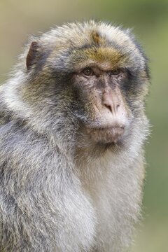 Barbary Macaque (Macaca sylvanus), adult, native to Morocco, captive