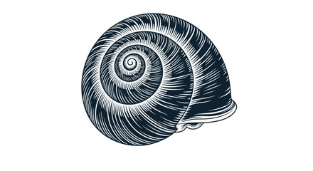 Detailed vintage etching of a spiral snail shell © Maesa