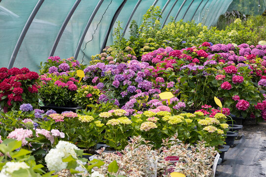 Colorful hydrangeas growing in a nursery greenhouse, featuring potted ornamental plants ready for sale and highlighting horticulture, gardening, and commercial plant production.