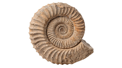 Detailed spiral fossilized ammonite ancient sea shell stone isolated on transparent background cut out © Roksana