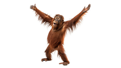 Funny brown furry chimpanzee monkey standing on hind legs arms wide isolated on transparent background cut out © Roksana