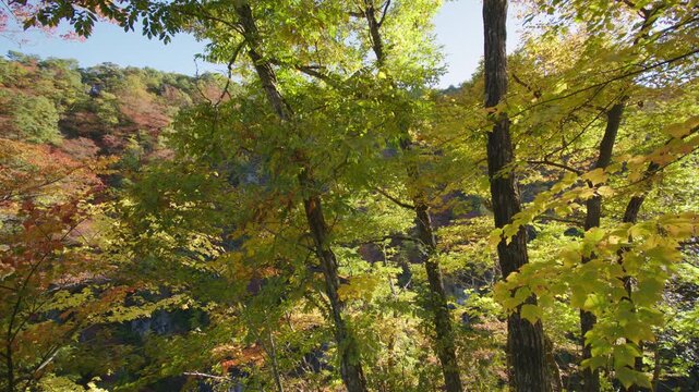 紅葉の名所 秋の鳴子峡の風景　Autumn scenery of Naruko Gorge, a famous spot for autumn foliage.