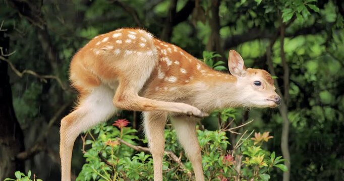 itchy fawn in the rain