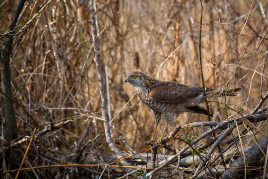 View of a Shikra hawk perched on a branch among dry brush and tangled vegetation near Rawal Lake Islamabad, Islamabad Capital Territory, Pakistan.