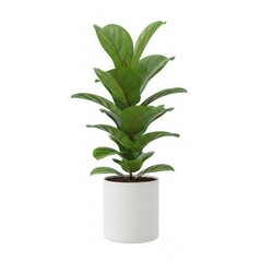 Fototapeta premium Green leafy houseplant in a modern gray pot