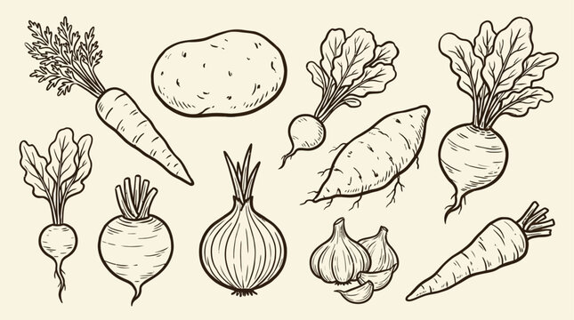 Handdrawn organic root vegetable elements featuring minimalist outline sketch vector illustration of carrot radish beet and parsnip varieties for healthy culinary menu design and farm branding