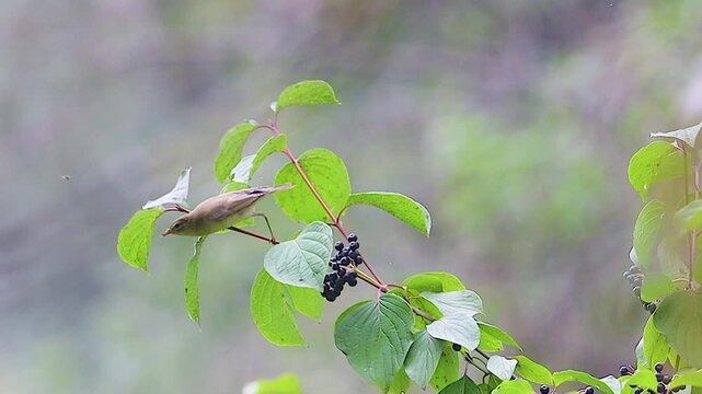 Willow Warbler Selecting Ripe Wild Berries for Energy Fueling
