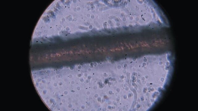 Optical microscope view of a single human hair fiber positioned horizontally. The detailed cuticle surface texture is visible at high magnification for biology study.