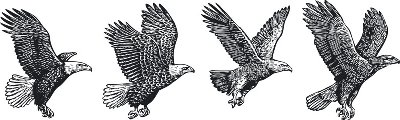 Fototapeta premium black eagle illustrations flying set soaring wild bird detailed sketch collection