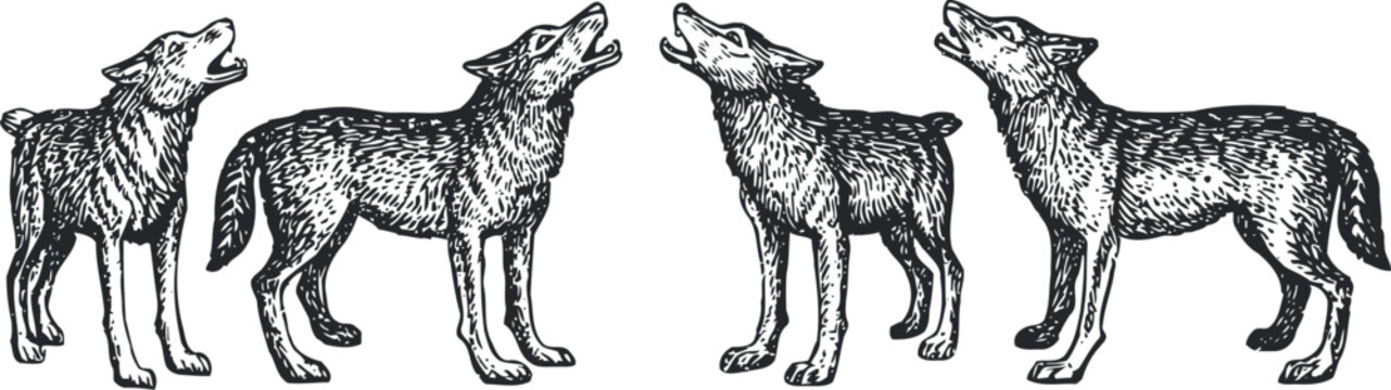 hand drawn wolves howling vintage wild animal monochrome engraving sketch set
