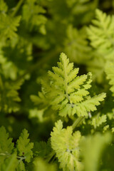 Fototapeta premium A close up shot showcasing the detailed texture of lime green and chartreuse lobed leaves on a golden feverfew plant in bright sunlight - latin name - Tanacetum parthenium Aureum