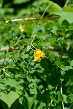 A close up shot of a single bright yellow flower blooming on a bladder senna branch with small green leaves in a sunny garden - latin name - Colutea arborescens