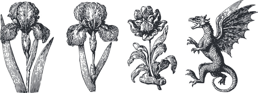 Vintage engraving set of iris flowers and mythical dragon with wings black and white drawing