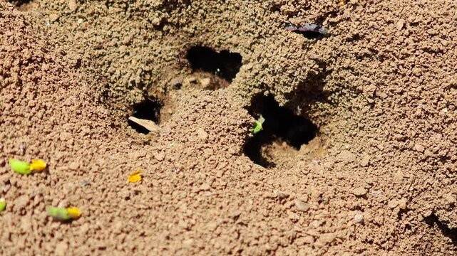An ant nest on the ground in the garden , neture