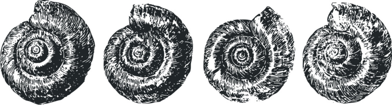vintage ammonite fossil engraving set nautical marine ancient spiral shell illustrations