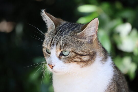 Three-quarter profile portrait of a green-eyed tabby cat looking away against green foliage