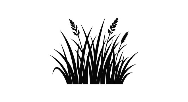 Tall Grass Silhouette Against A White Background