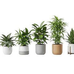 Fototapeta premium A collection of five potted green houseplants in various white and tan pots isolated on transparent background