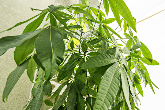 A mature Pachira aquatica reaching the ceiling, with its greenish-gray bark and large, leathery leaves that unfold like an open hand