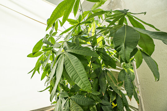 A Pachira aquatica specimen with a four-branched, twisted trunk, bright green palmate leaves, and a sturdy main stem emerging from a clay pot.