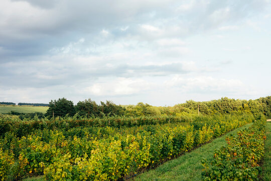 Ripe blueberry bushes on the farm. Agricultural industry, fruit growing, crop production, fild landscape. Close-up, bright day