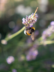 Bumblebee on Lavender Flower © Adam