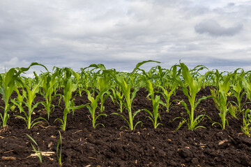 Naklejka premium Corn Plants Grow in a Field Under a Cloudy Sky in Rural Farming Area During the Daytime